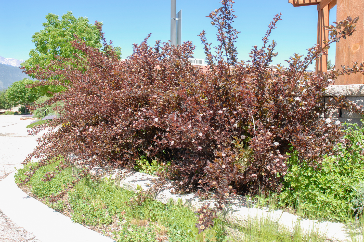 Summer Wine Ninebark